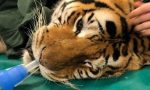 Ospedale Veterinario Lodi opera tigre di 200 chili