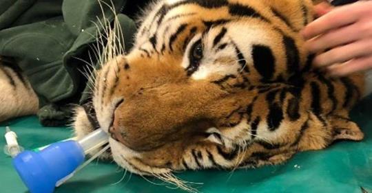 Ospedale Veterinario Lodi opera tigre di 200 chili