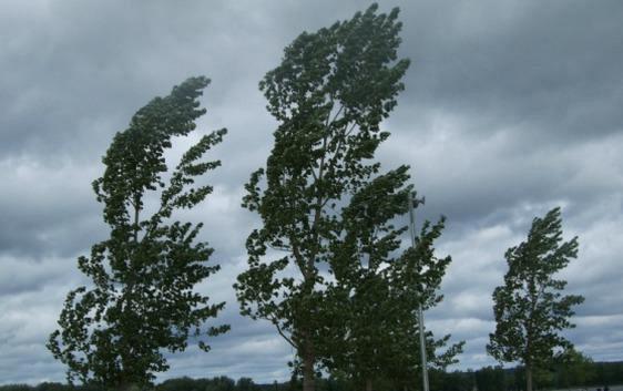 Vigilia di Natale “arieggiata”: allerta meteo per vento forte