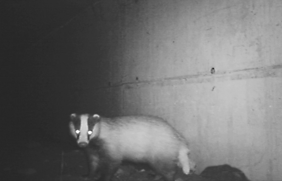 A58-TEEM nessuna emergenza cinghiali grazie alla soluzione geniale VIDEO E FOTO