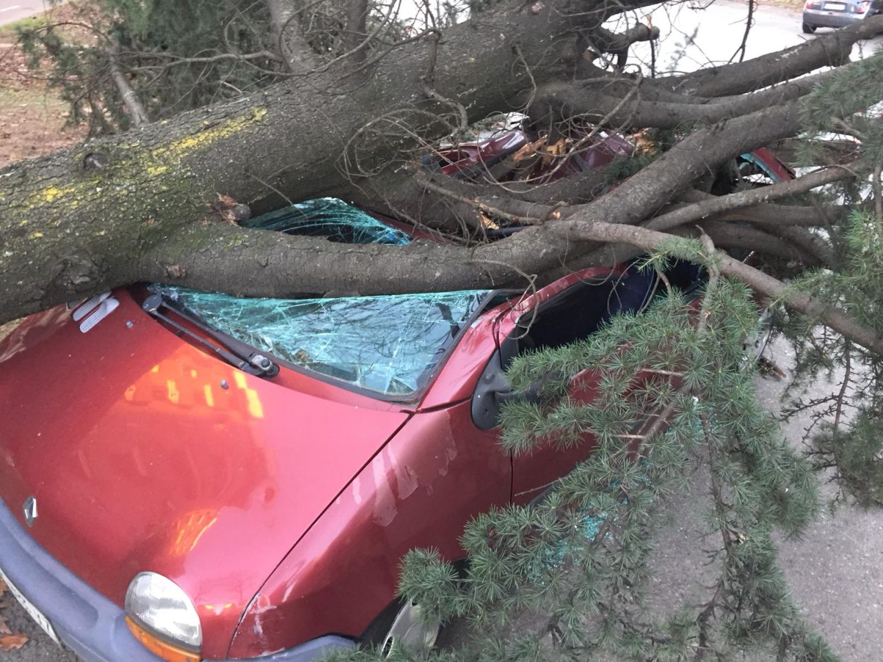 Tragedia sfiorata a Segrate crolla un albero su un’auto