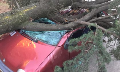Tragedia sfiorata a Segrate crolla un albero su un'auto