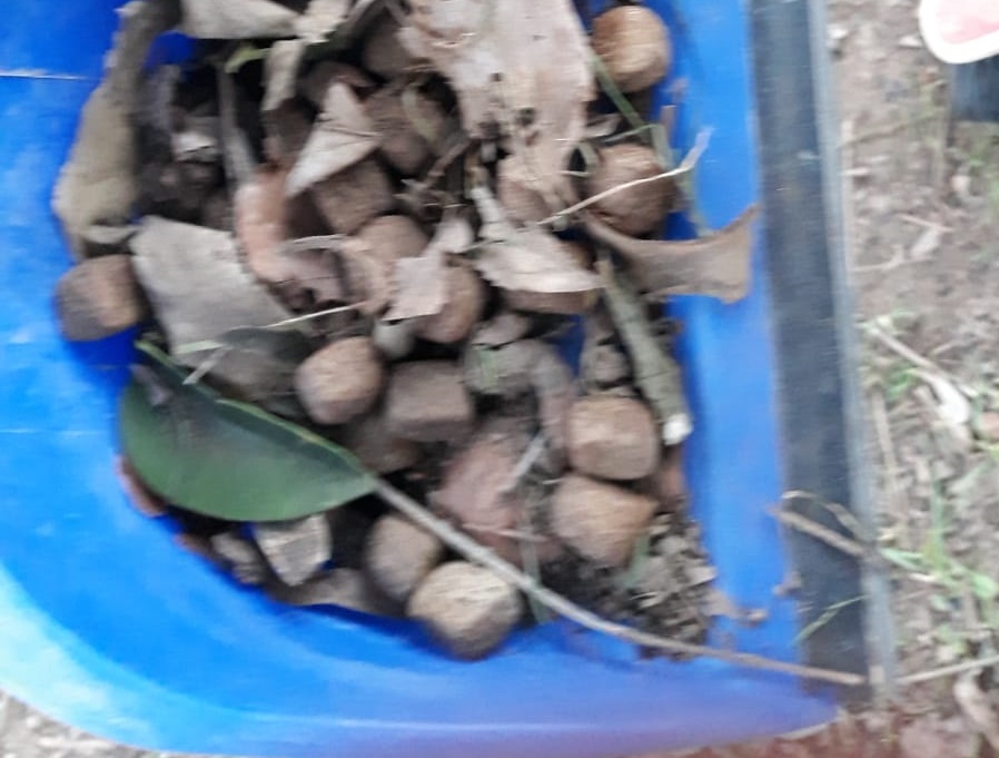 Esche sospette nel parco dietro al Municipio a Trezzo