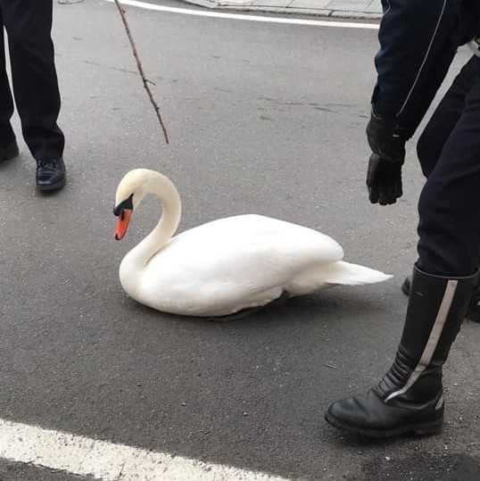 Cigni in mezzo alla città salvati dalla Polizia Locale FOTO