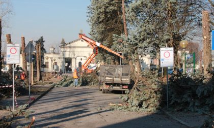 Piante abbattute al cimitero di Melzo: saranno sostituite