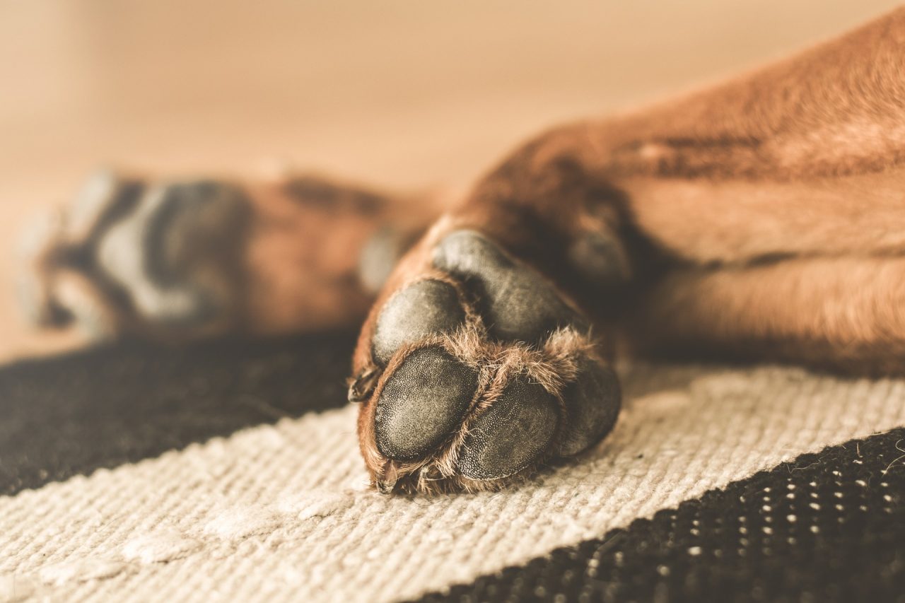 Cane senza guinzaglio va a trovare i vigili in comando che rifilano poi 100 euro di multa alla padrona