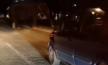 Elefante in mezzo alla strada era scappato dal circo