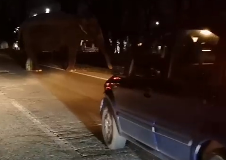 Elefante in mezzo alla strada era scappato dal circo