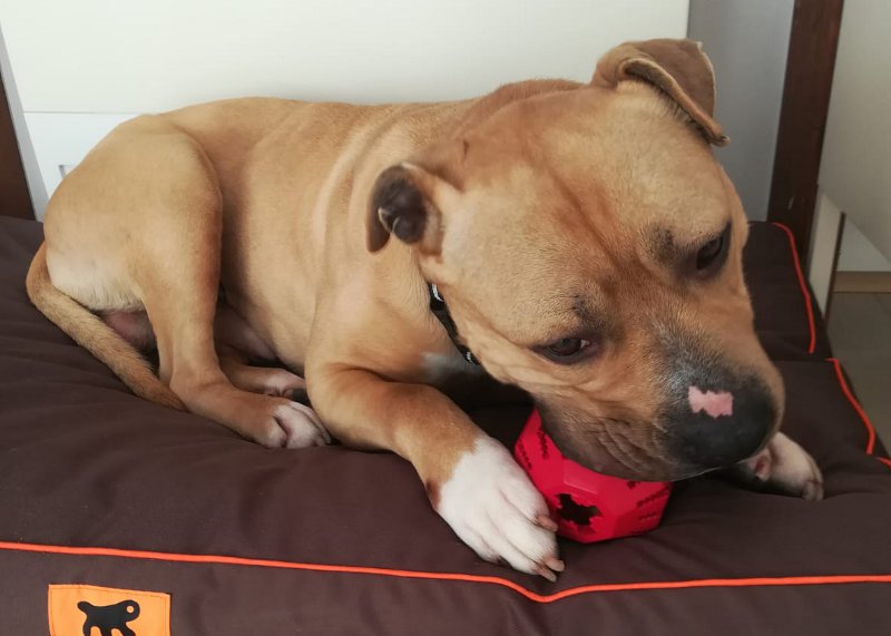 Canile di Monza: Sugar e Natalino hanno trovato una nuova famiglia FOTO