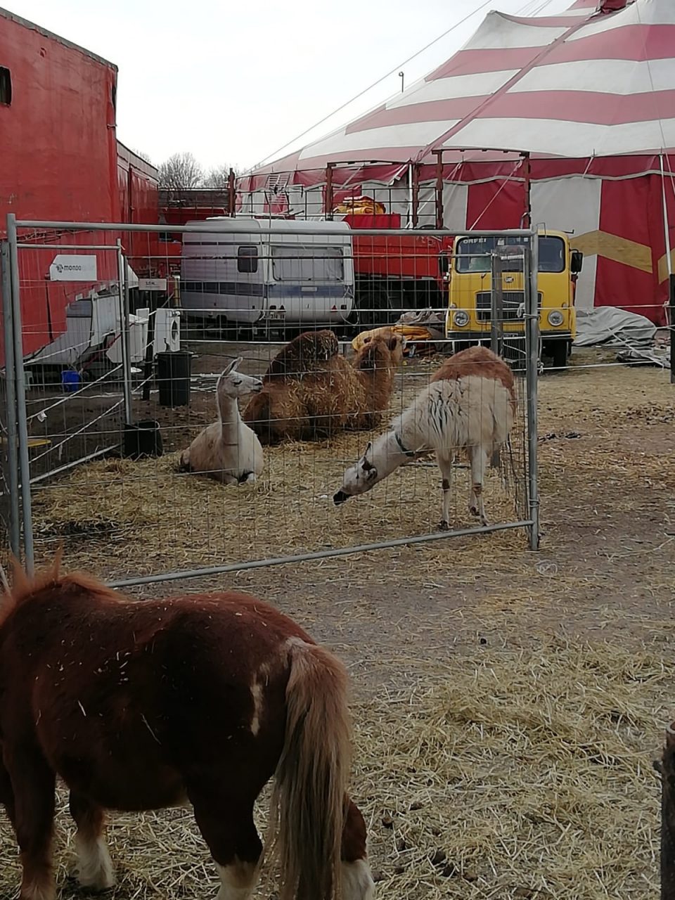 Blitz degli animalisti al circo di Inzago