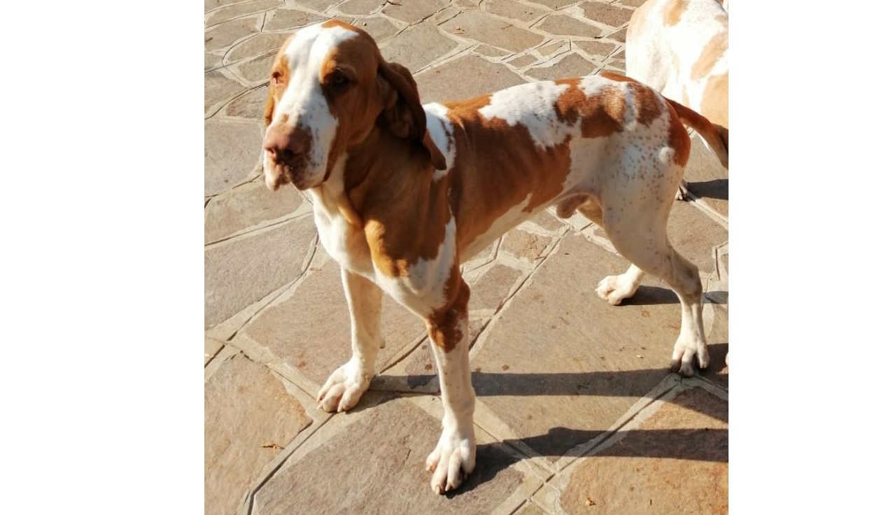 Avete visto questo cane? I padroni offrono una ricompensa