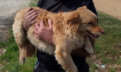 Ritrovato il cane scappato dopo l'incidente stradale costato la vita alla padrona