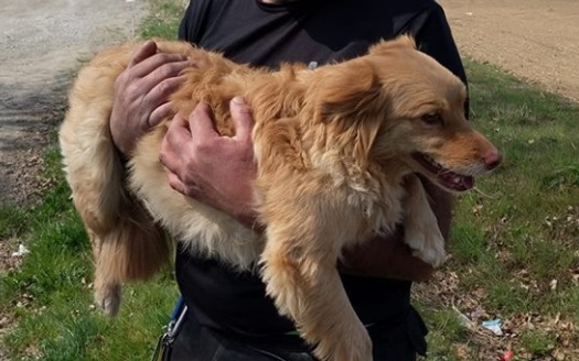 Ritrovato il cane scappato dopo l’incidente stradale costato la vita alla padrona