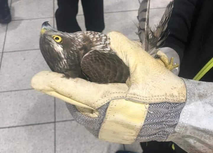 Falco entra nel centro commerciale: recuperato dalla Protezione civile