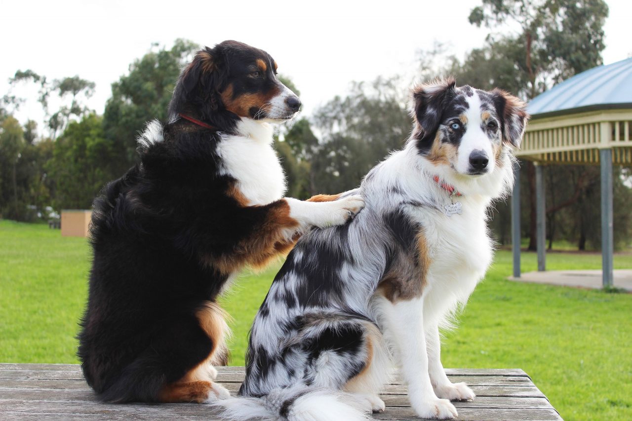 Pet therapy per gli anziani della Belvedere di Cassano