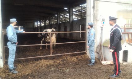 Sequestrate dai carabinieri le mucche di Cassina de' Pecchi FOTO