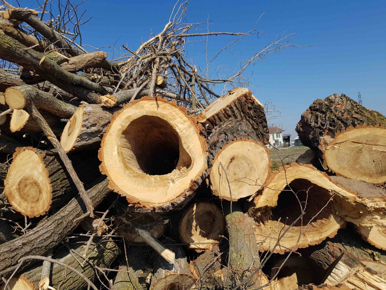 Entrano in un parco di Brugherio nonostante l’ordinanza di chiusura e il pericolo di crollo degli alberi: 11 denunciati