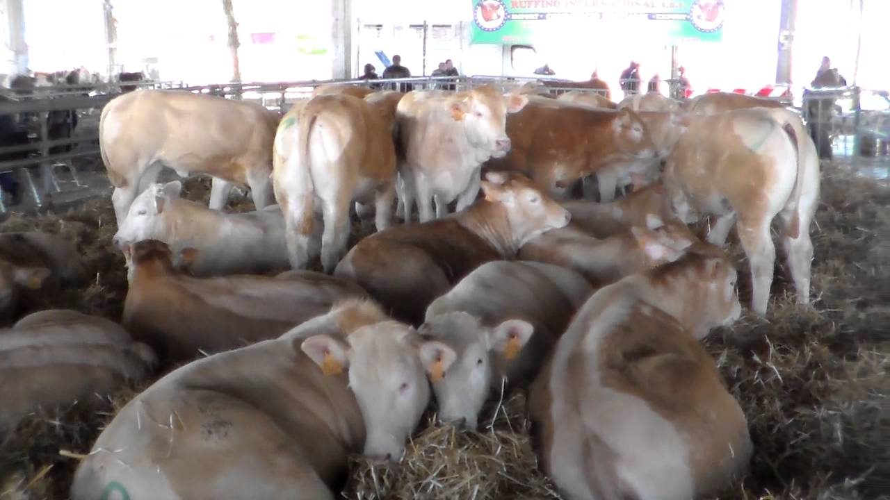 Protesta animalista contro la Fiera delle Palme