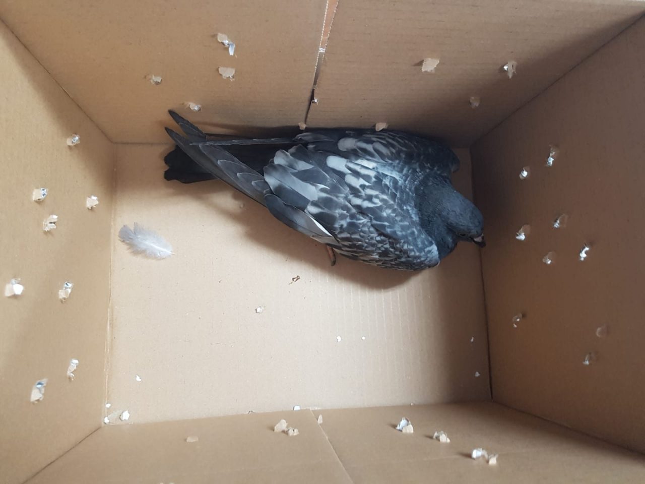 Animalisti e Carabinieri salvano piccione con un’ala rotta