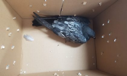 Animalisti e Carabinieri salvano piccione con un'ala rotta