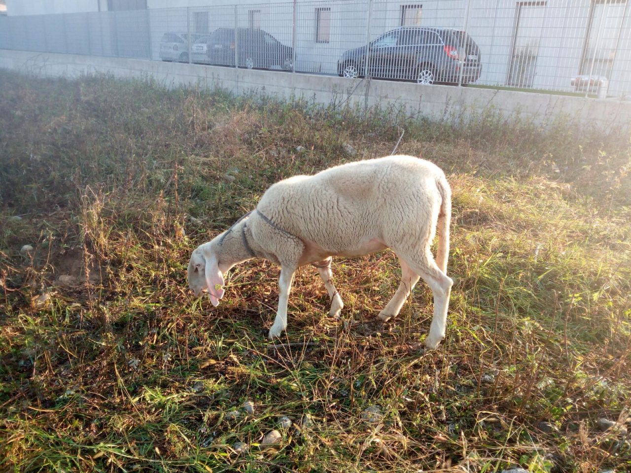 Pecora in fuga corre terrorizzata lungo la Padana