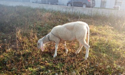 Pecora in fuga corre terrorizzata lungo la Padana