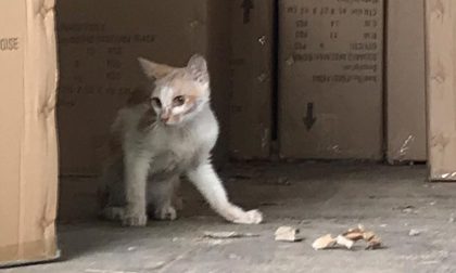 Dalla Cina a Pioltello in un container: gatto sopravvive alla traversata di 45 giorni
