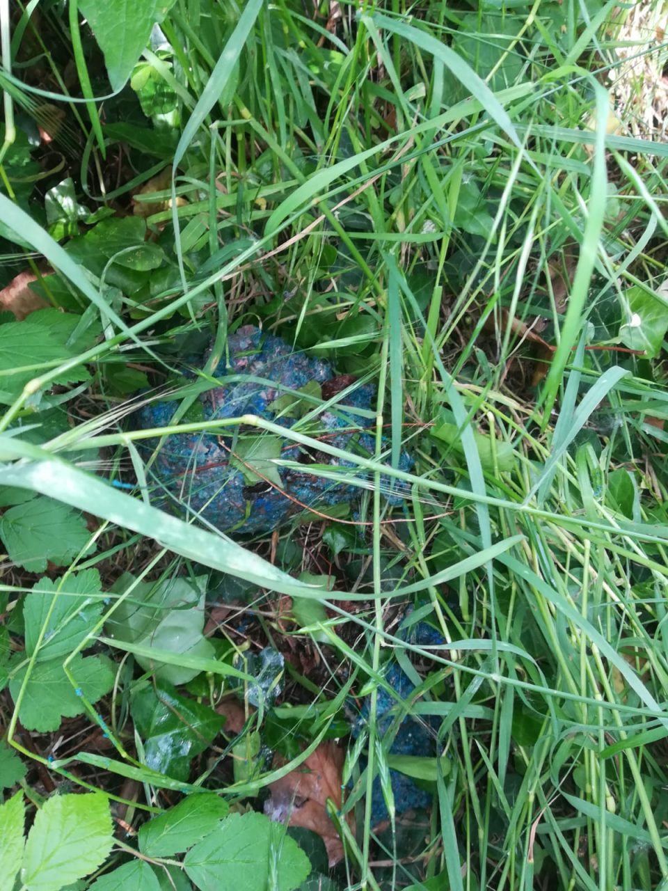 Albignano, torna l’incubo delle polpette avvelenate