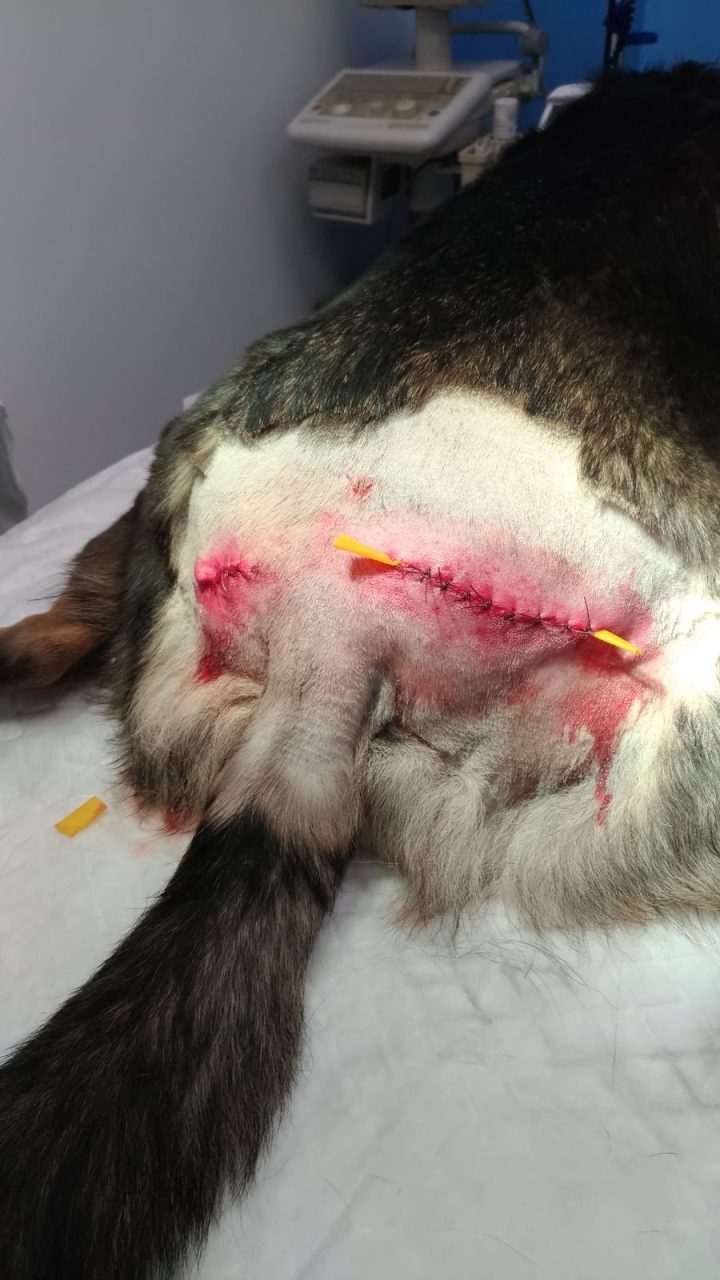 Azzannata in strada mentre passeggia con il cane veterinaria protesta: “Non è la prima volta”