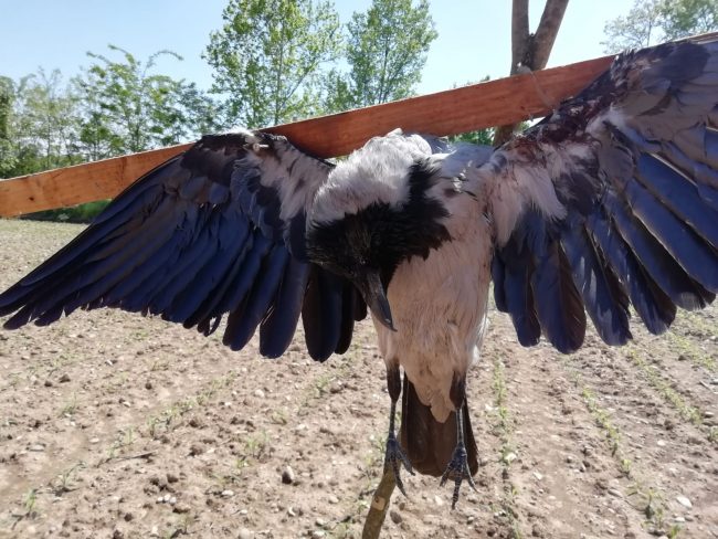 Agghiacciante spaventapasseri: cornacchia crocifissa in un campo FOTO