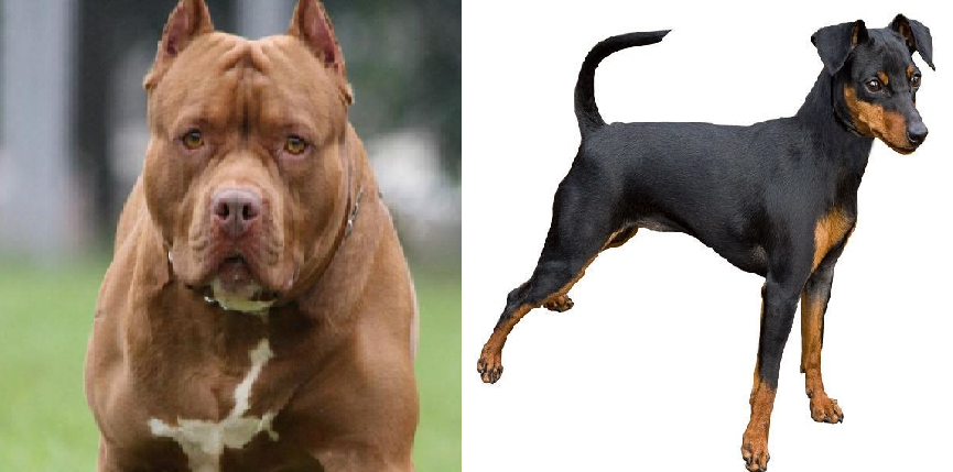 Lite tra cani in casa: pitbull uccide piccolo pinscher