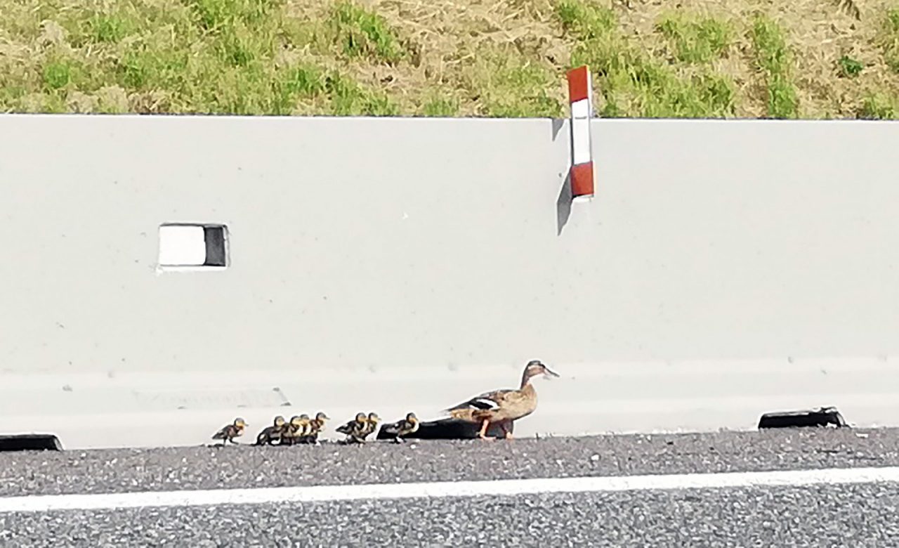 Mamma germana con otto piccoli a spasso sul raccordo tra A4 e Teem FOTO E VIDEO