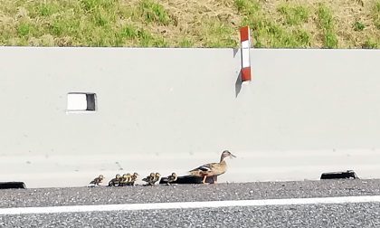 Mamma germana con otto piccoli a spasso sul raccordo tra A4 e Teem FOTO E VIDEO