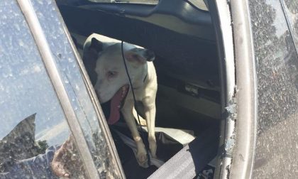 Cane chiuso in macchina, salvato dai vigili