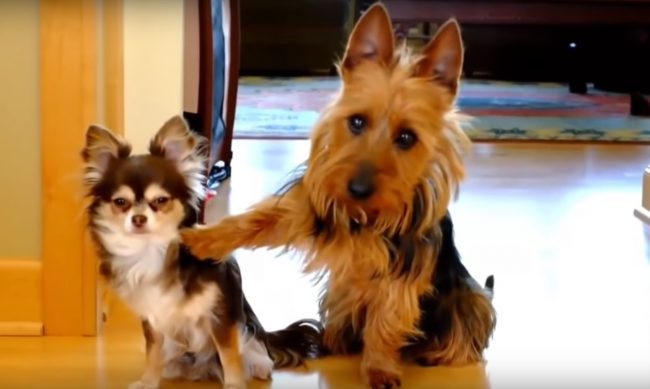 “Torna l’incubo dei cani rubati nelle case degli italiani” L’APPELLO