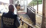 Cassina trovata una stalla per le mucche di Cascina Moretti