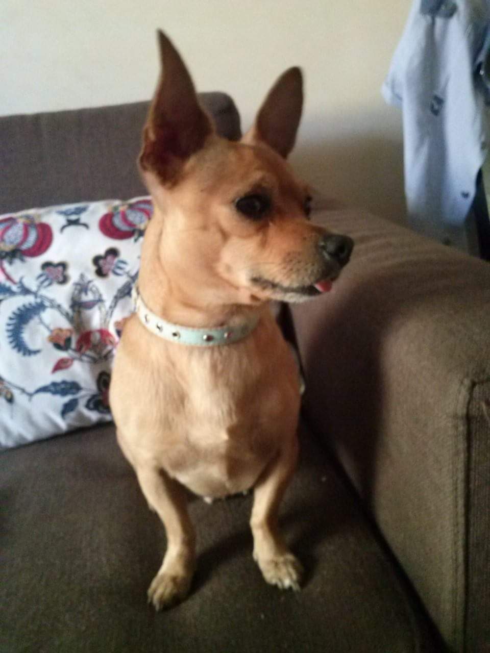 Investe il cane e scappa, il padrone la insegue infuriato