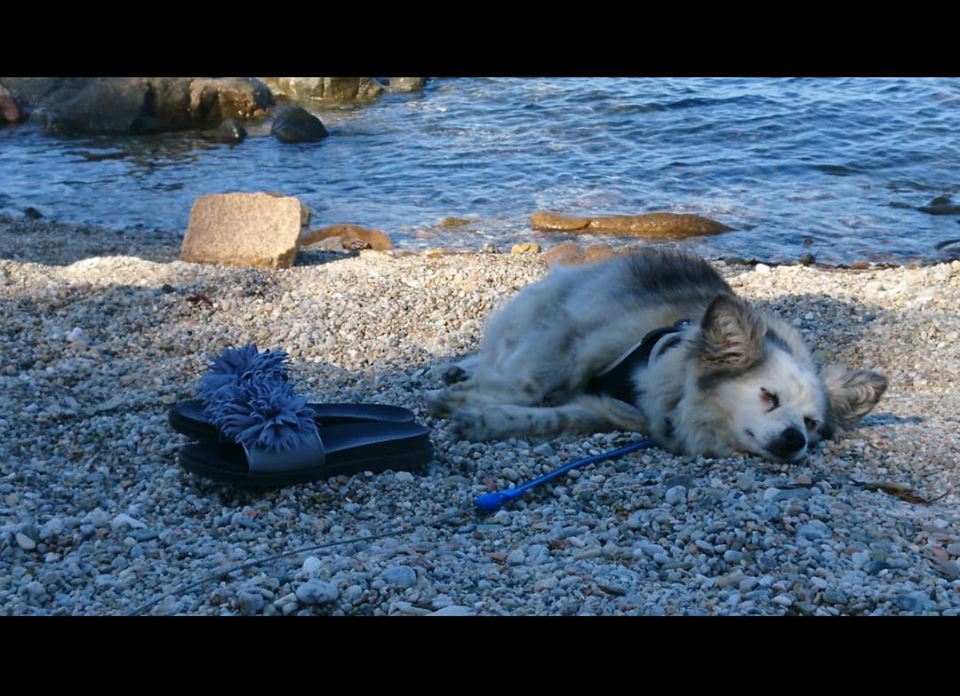 Investe e uccide una cagnolina: caccia al pirata della strada