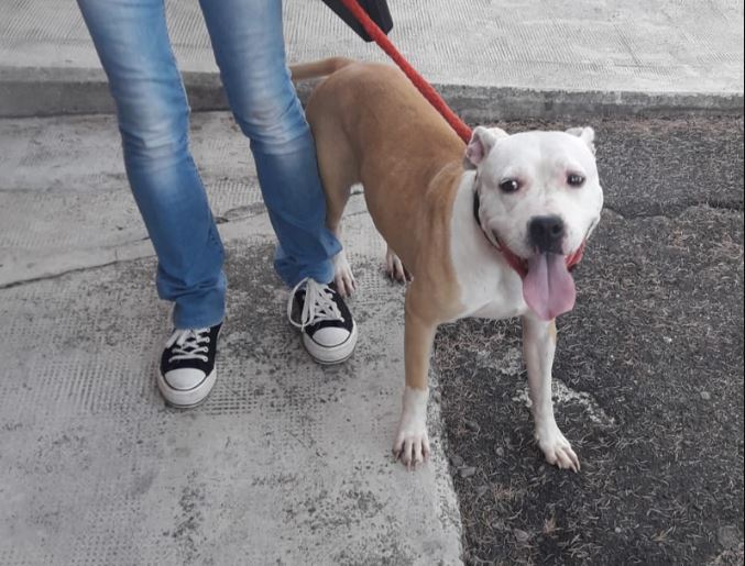 Brianzolo parte per le ferie e lascia i cani chiusi nel box al buio