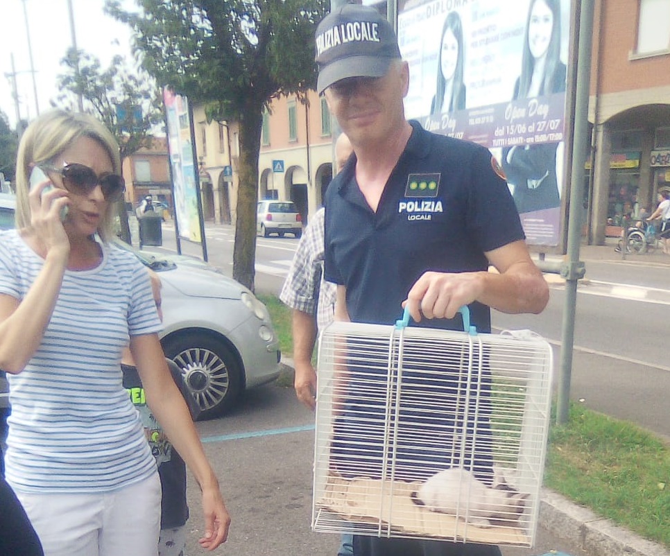 Gattino intrappolato in un’auto a Canonica, salvato FOTO