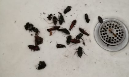 Invasione di scarafaggi a Capriate San Gervasio