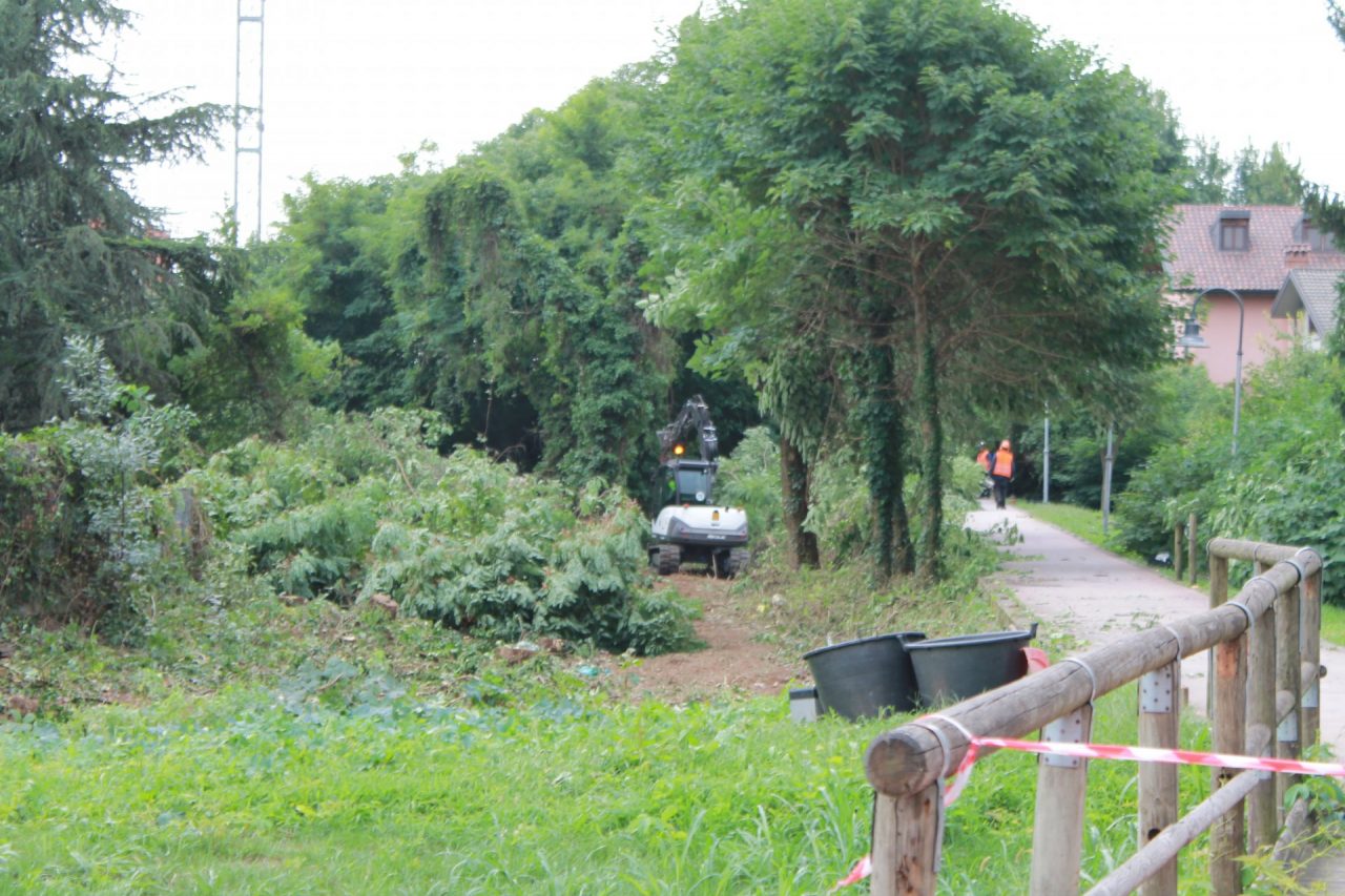Taglio degli alberi a Pioltello per il prolungamento della via