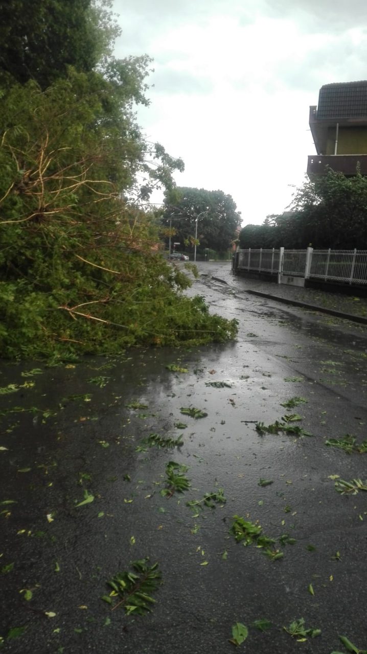 alberi caduti a lucino rodano dopo la tempesta