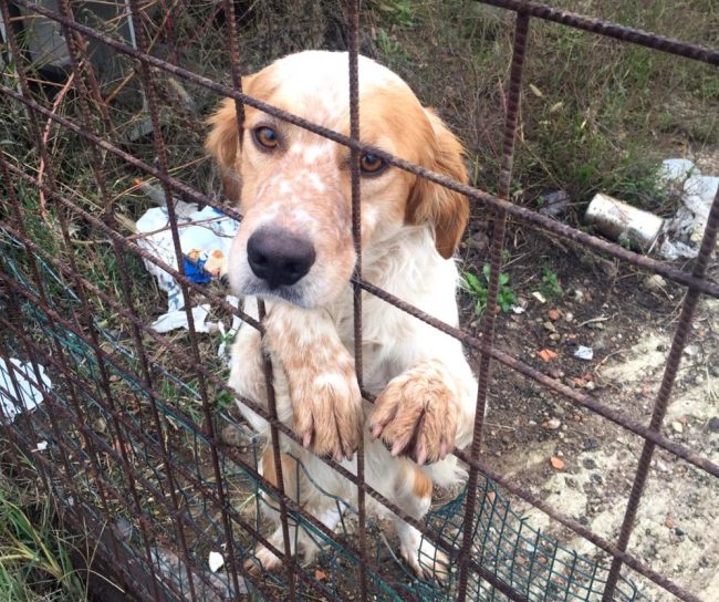Abbandono di cani, Regione mette 1,2 milioni
