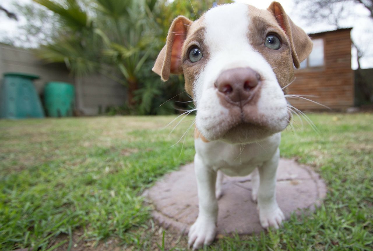 Un pitbull per amico è la campagna del canile di Vignate