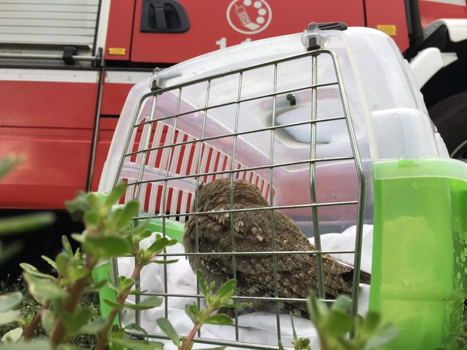 Piccolo gufo salvato a Peschiera