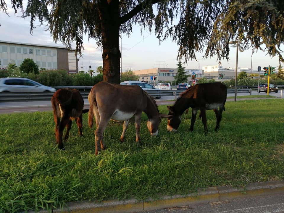 Asini a spasso sulla Cassanese