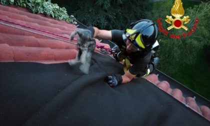 Gattino salvato dai Vigili del fuoco