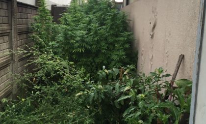 Coltivava marijuana nel cortile della ditta: arrestato dipendente