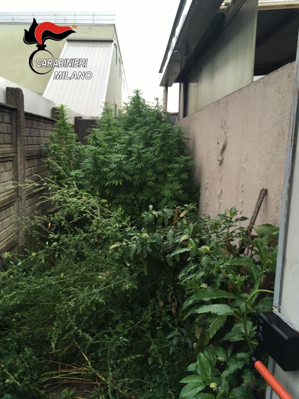 Coltivava marijuana nel cortile della ditta: arrestato dipendente